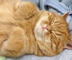 ネコ写真
