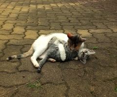 ネコ写真