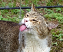 ネコ写真