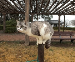 ネコ写真