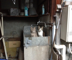 ネコ写真