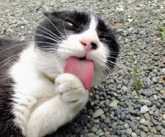 ネコ写真