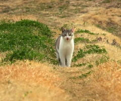 ネコ写真