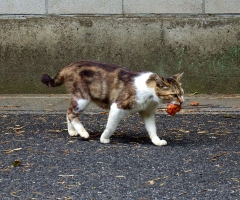 ネコ写真