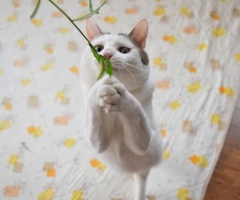猫写真