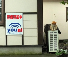 ネコ写真