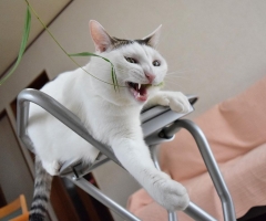 ネコ写真
