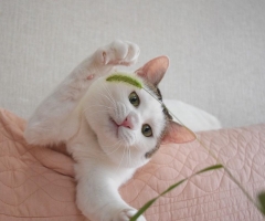 ネコ写真