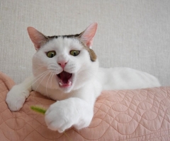 ネコ写真