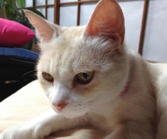 ネコ写真