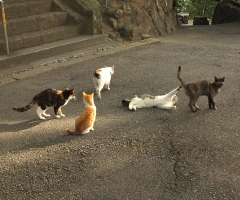 ネコ写真