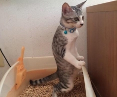 ネコ写真