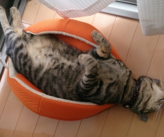 ネコ写真