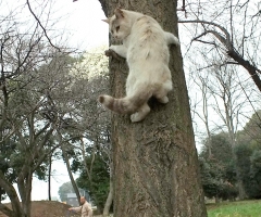 猫写真