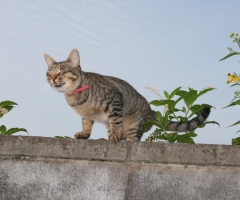 ネコ写真