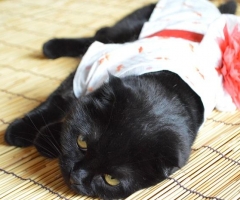 ネコ写真