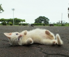 ネコ写真