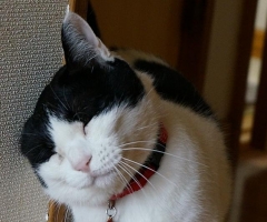 ネコ写真