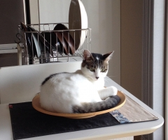 ネコ写真