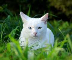ネコ写真