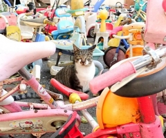ネコ写真