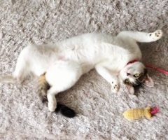 ネコ写真