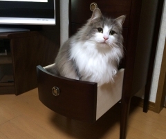 ネコ写真