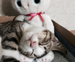 ネコ写真