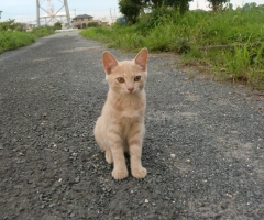 ネコ写真