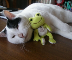 ネコ写真