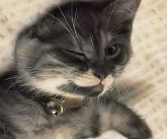 ネコ写真