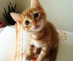 猫写真
