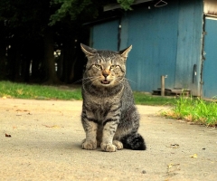 ネコ写真