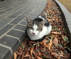 ネコ写真