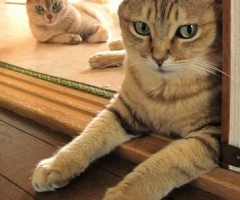 ネコ写真