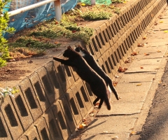 ネコ写真