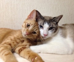 ネコ写真