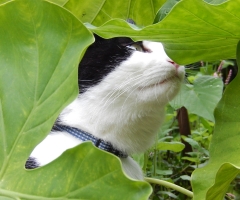 ネコ写真