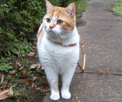 ネコ写真