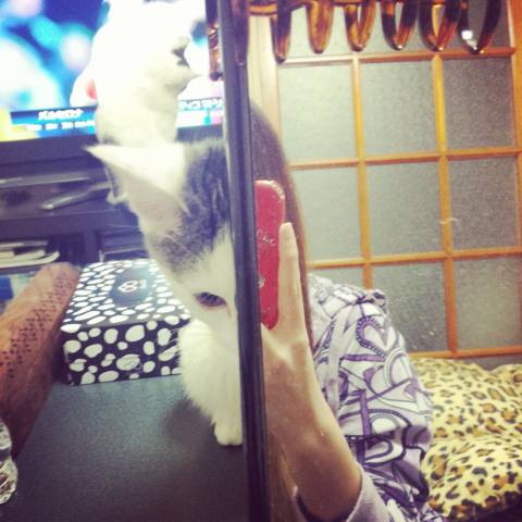 覗き見 奥をよーく見ると かわいい猫写真 猫画像の投稿サイト ネコジルシ