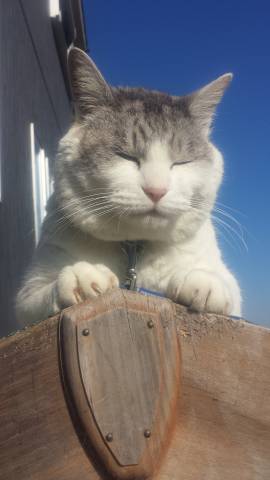 リアルかりん様 かわいい猫写真 猫画像の投稿サイト ネコジルシ