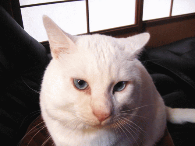 我が家の ちょリス かわいい猫写真 猫画像の投稿サイト ネコジルシ