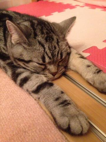 ぐでーん かわいい猫写真 猫画像の投稿サイト ネコジルシ