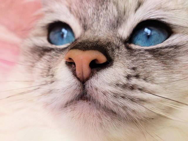 青い瞳