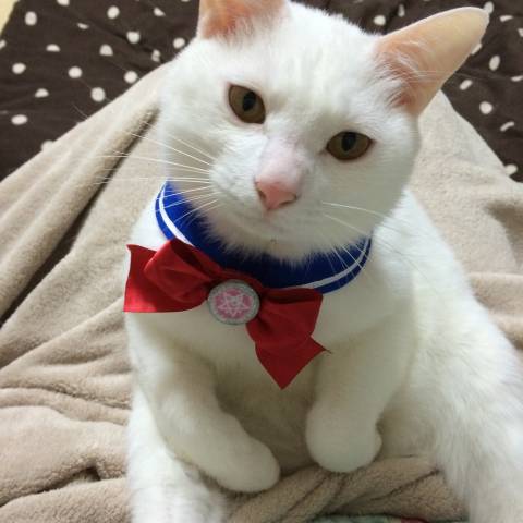 セーラームーン かわいい猫写真 猫画像の投稿サイト ネコジルシ