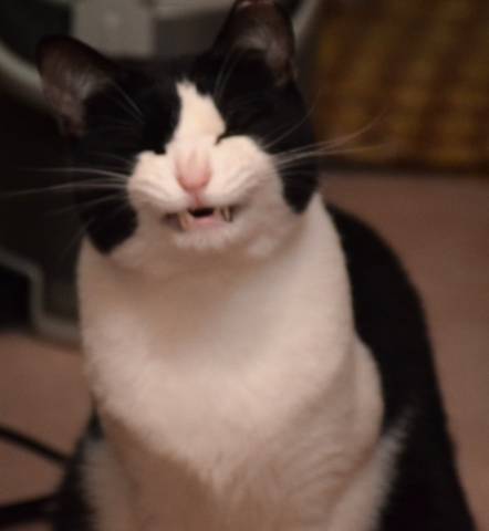 笑ってる かわいい猫写真 猫画像の投稿サイト ネコジルシ