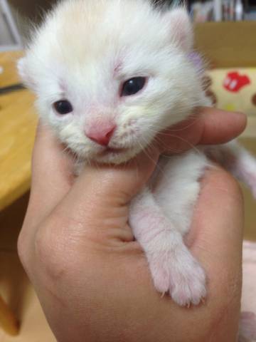 生後10日 かわいい猫写真 猫画像の投稿サイト ネコジルシ