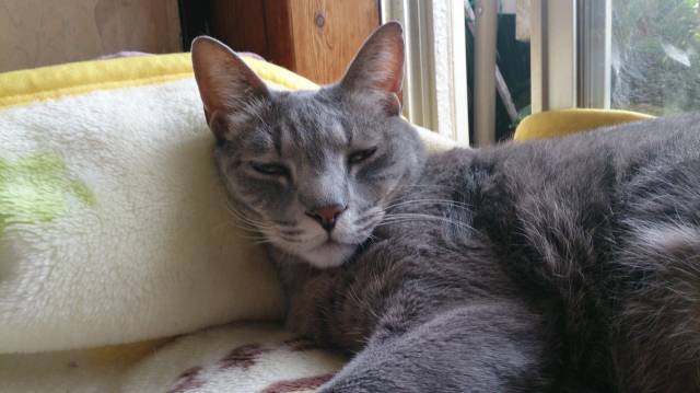 寝ぼけ顔のグレイ かわいい猫写真 猫画像の投稿サイト ネコジルシ