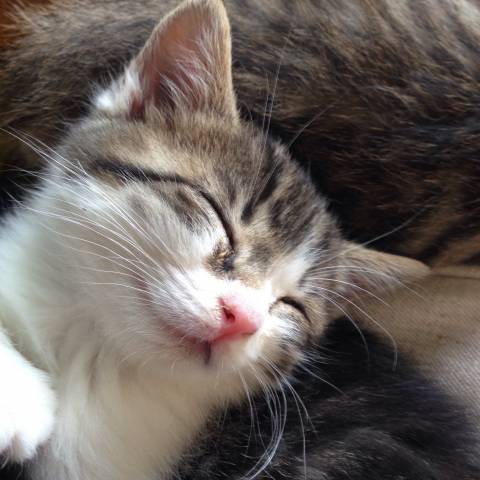 いつも笑ってるような寝顔 かわいい猫写真 猫画像の投稿サイト ネコジルシ