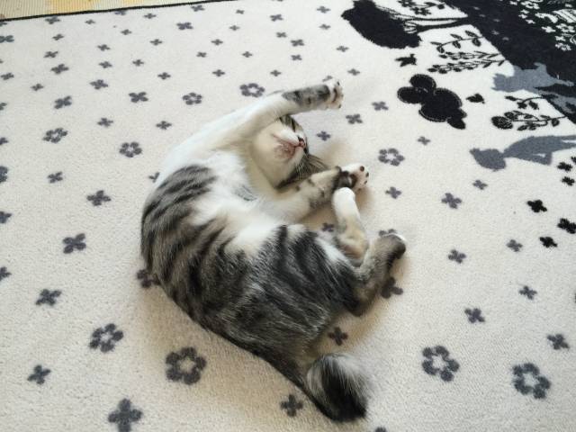 ぐでーん かわいい猫写真 猫画像の投稿サイト ネコジルシ